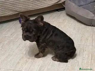 Bulldog Francés perros Bulldog francés fluffy - Anuncio 18
