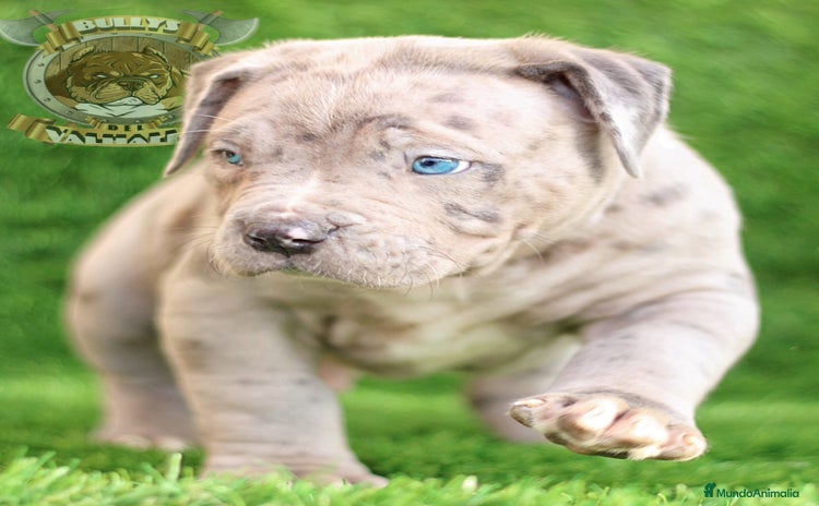 American Bully perros - Anuncio 1