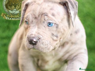 American Bully perros AMERICAN BULLY XL / AMERICAN BULLY XXL 622414793 - Anuncio 1