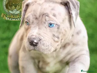 American Bully perros AMERICAN BULLY XL / AMERICAN BULLY XXL 622414793 - Anuncio 2