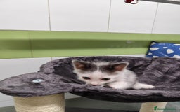 Otras razas gatos en venta: Gatitos  - Imagen 2