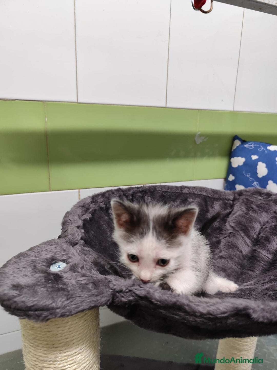 Otras razas gatos en venta: Gatitos  - Imagen 2