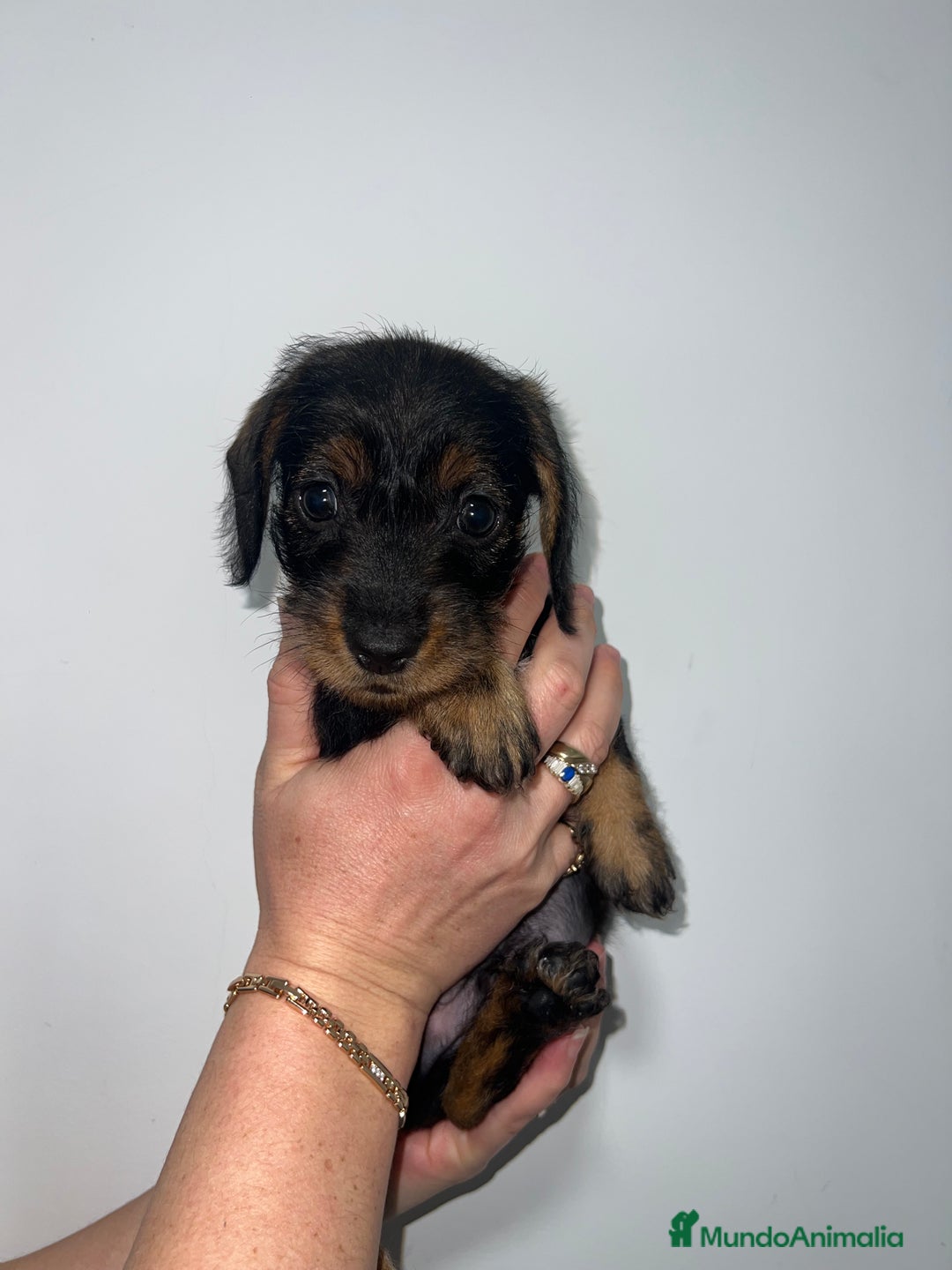 Teckel perros en venta: CACHORRO DE TECKEL PELO DURO MACHO  - Anuncio 1