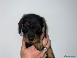 Teckel perros CACHORRO DE TECKEL PELO DURO MACHO - Anuncio 1