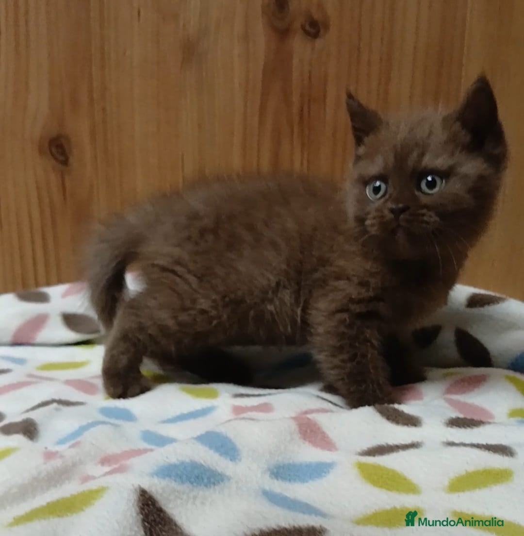 Británico de Pelo Corto gatos British shorthair chocolate  - Anuncio 1