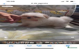 Bichón Maltés perros en venta: Excelente camada Bichon Maltes - Imagen 4