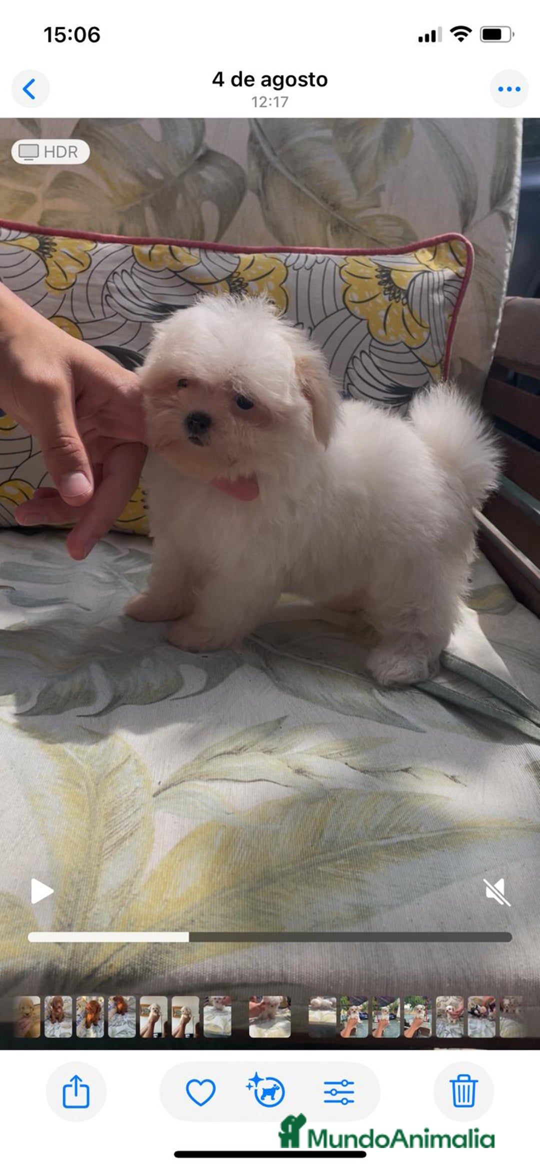 Bichón Maltés perros en venta: Excelente camada Bichon Maltes - Imagen 4