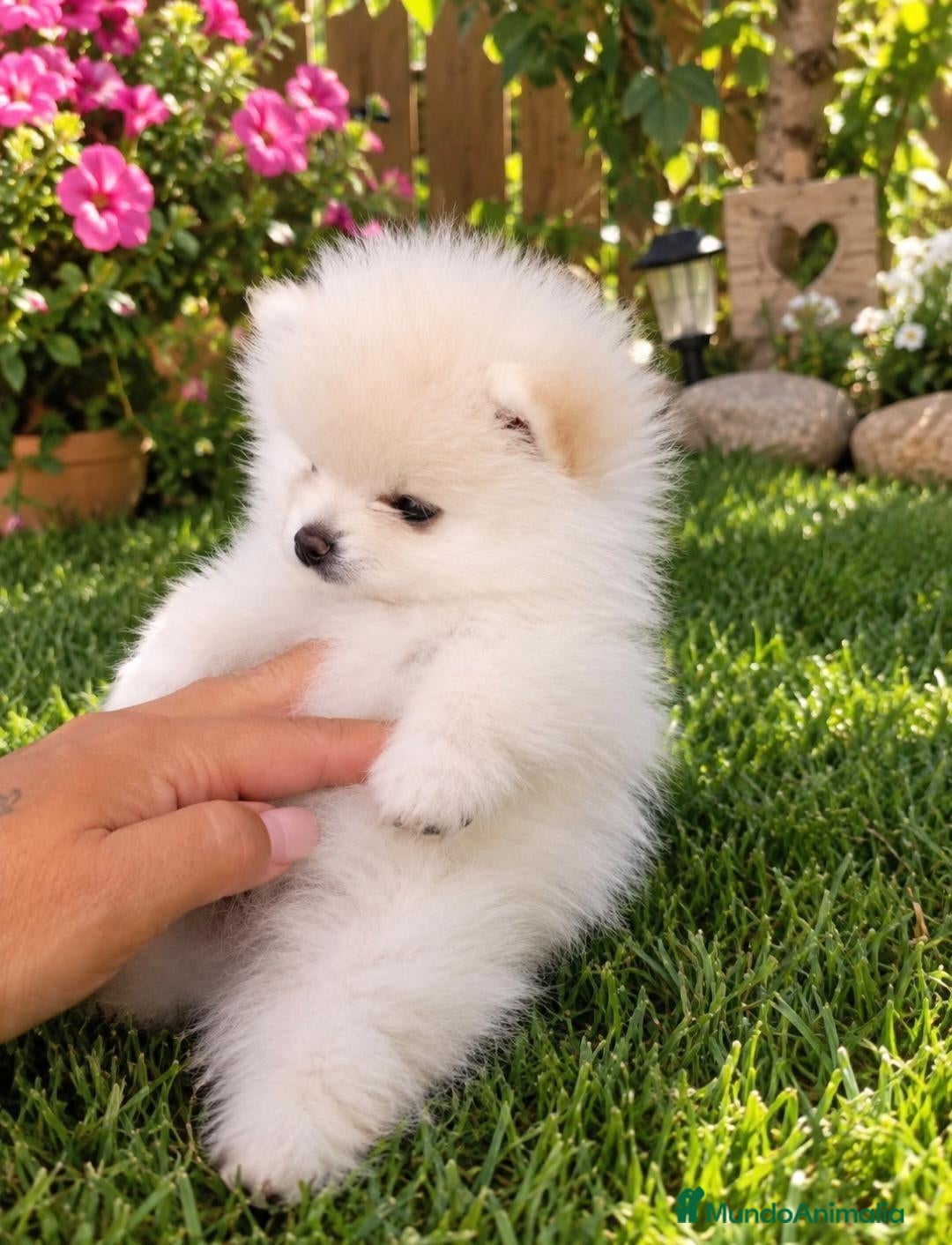 Pomerania perros Pomerania  - Anuncio 19