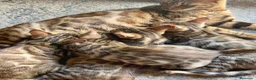 Bengalí gatos en venta: 3 Hembras 1 Macho - Gato Bengalí - Anuncio 4