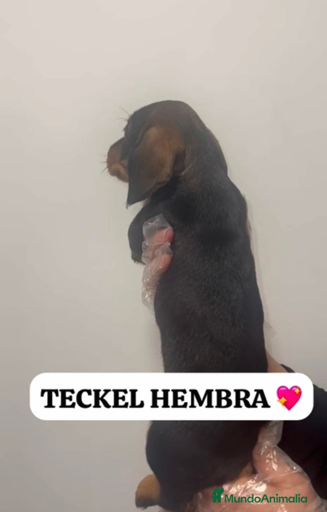 Teckel perros en venta: ADORABLES PEQUEÑOS TECKEL HOJA SECA  - Anuncio 7
