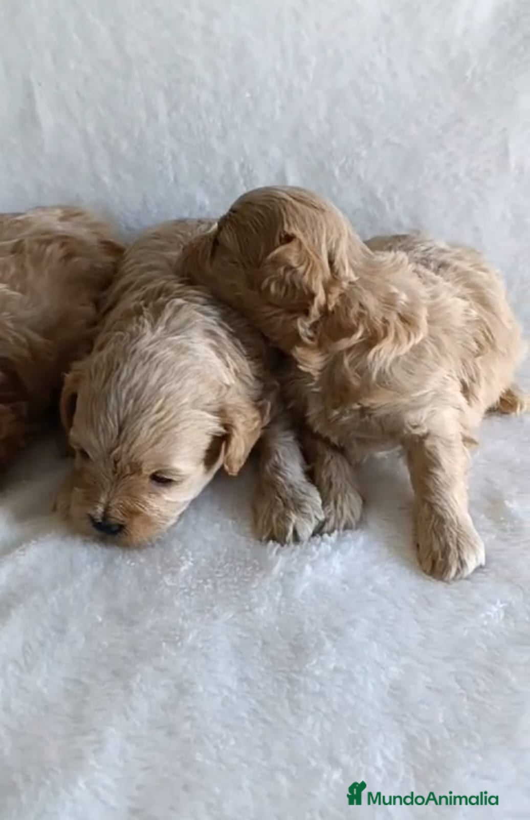 Maltipoo perros MALTIPOO  CRIADERO MADRID   en Granada - Anuncio 20
