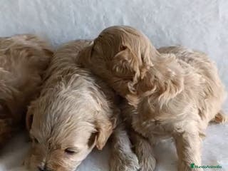 Maltipoo perros MALTIPOO CRIADERO MADRID en Granada - Anuncio 7