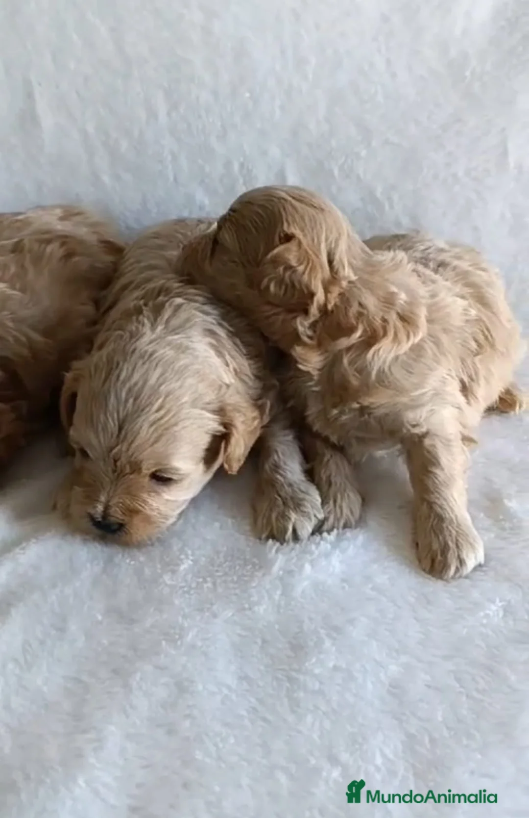 Maltipoo perros en venta: MALTIPOO  CRIADERO MADRID   en Granada - Anuncio 1