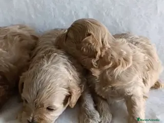 Maltipoo perros MALTIPOO CRIADERO MADRID en Granada - Anuncio 6