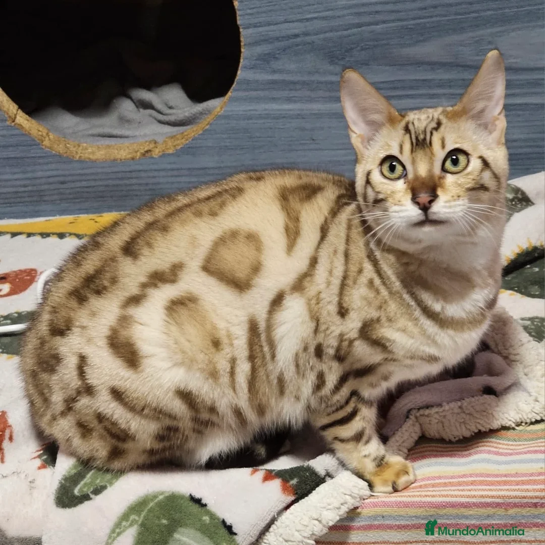 Bengalí gatos en venta: Bengalí Snow Mink - Anuncio 2