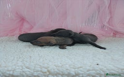 Pequeño Lebrel Italiano perros en venta: Pequeño lebrel Italiano  - Imagen 6