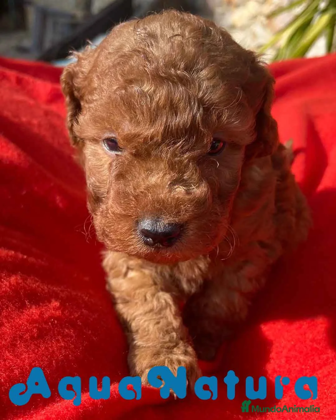 Caniche Toy perros en venta: Caniche Macho 7350 de Camila - AQUANATURA en Barcelona - Anuncio 4