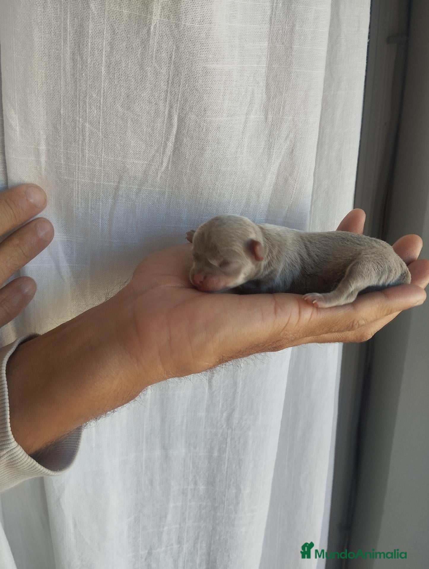 Chihuahua perros en venta: Chihuahua - Anuncio 1