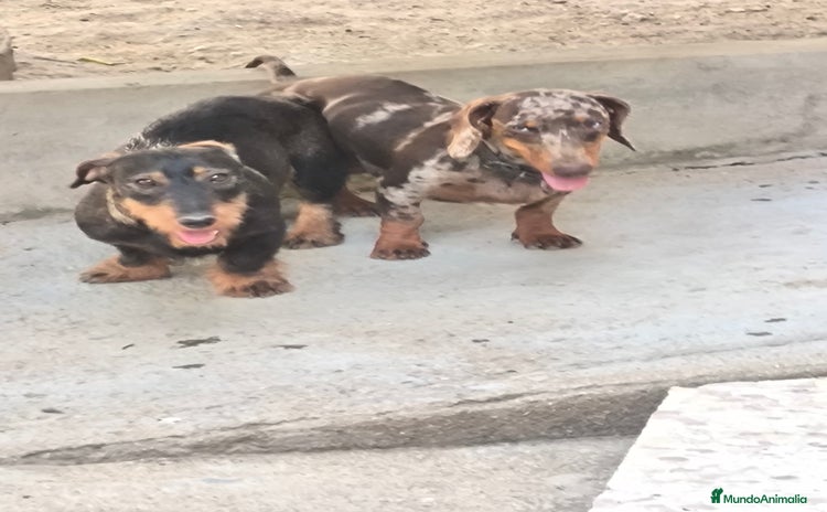 Teckel Miniatura perros - Anuncio 1