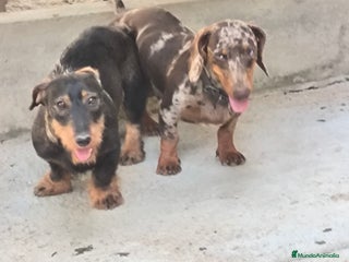 Teckel Miniatura perros - Anuncio 1