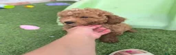 Caniche Enano perros en venta: Caniches enanos - Anuncio 4