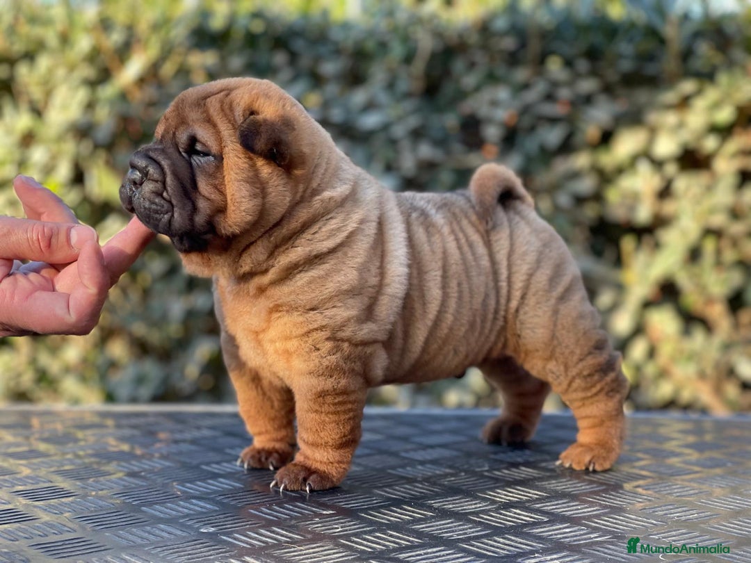 Shar Pei perros en venta: SHAR PEI BEBE MAXIMA CALIDAD en Málaga - Imagen 1