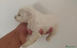 Bichón Maltés perros en venta: Bicho maltes macho  - Imagen 2