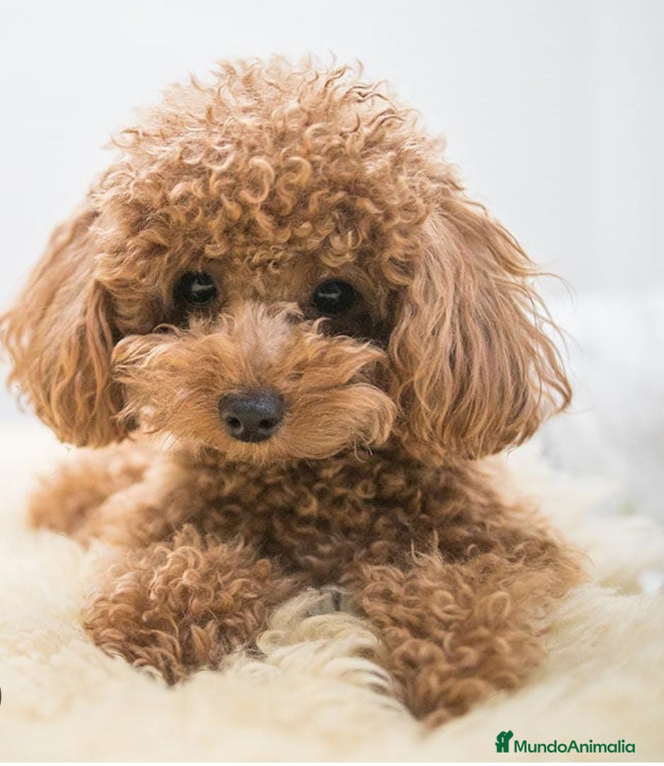 Caniche Toy perros Caniche apricot  en Badajoz - Anuncio 2