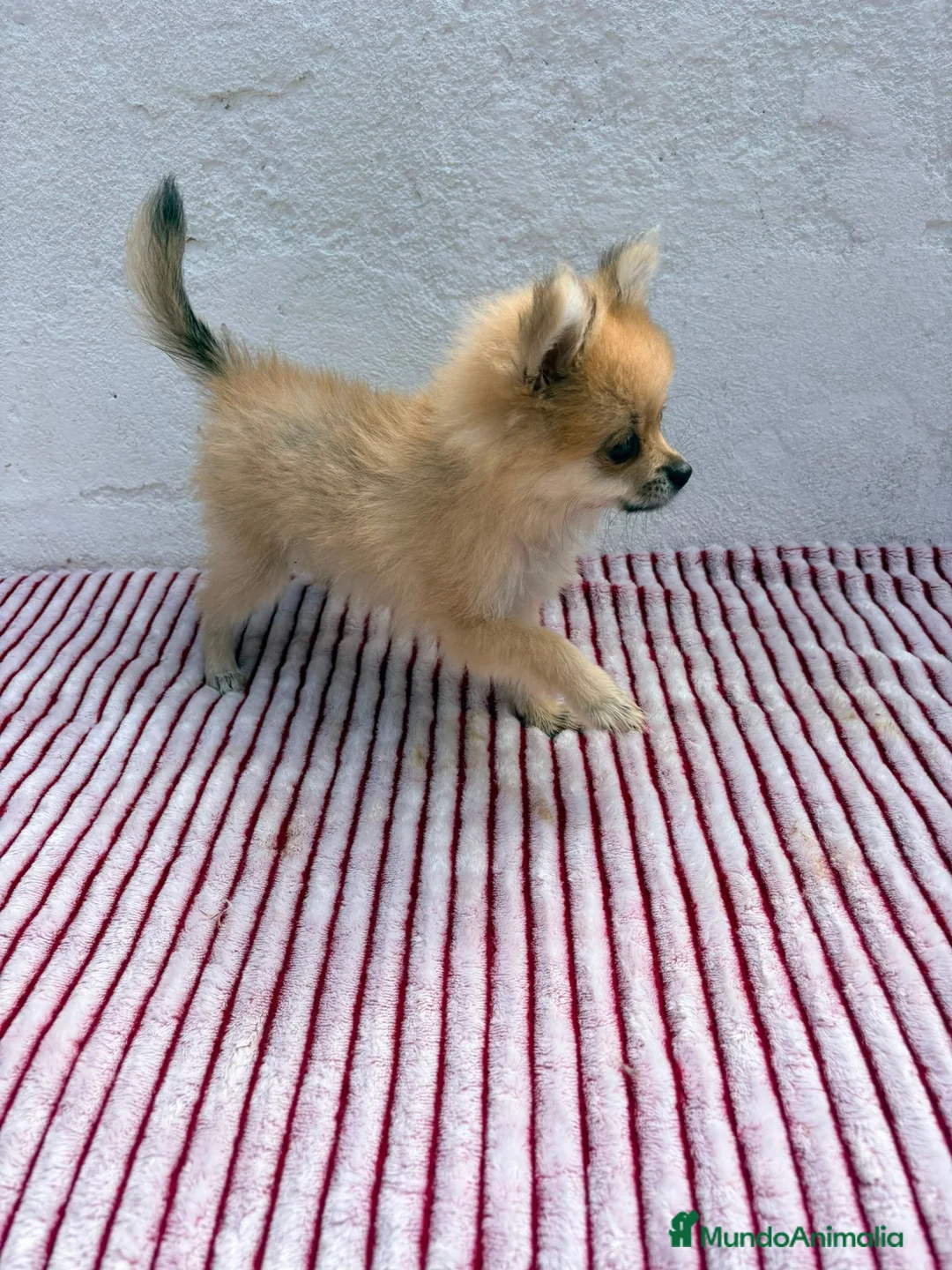 Pomerania perros en venta: Pomerania mini toy  - Anuncio 2