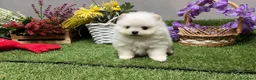 Pomerania perros en venta: Pomerania Hembra disponible  - Anuncio 1