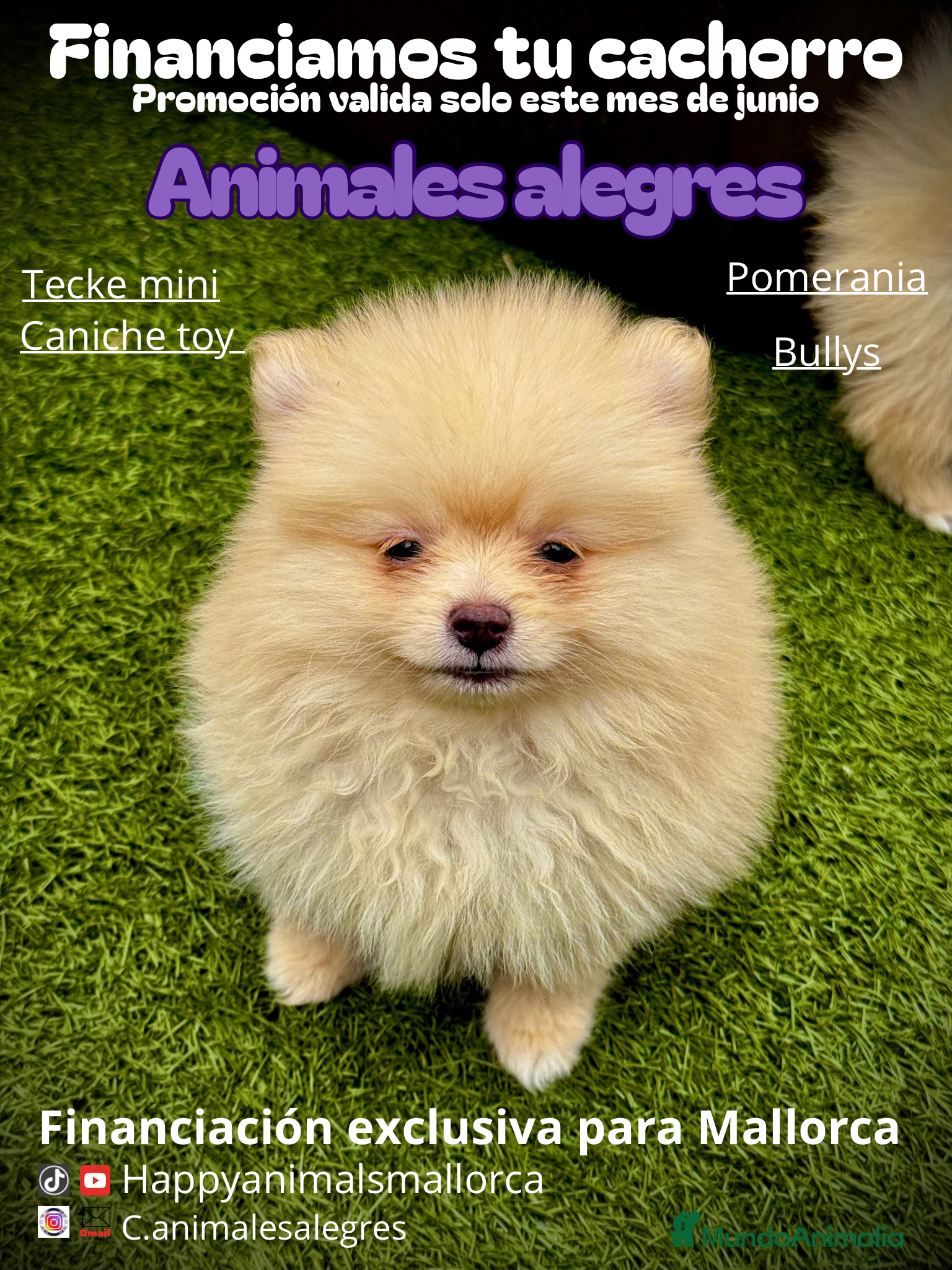 Caniche Toy perros Promoción junio  - Anuncio 2