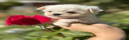 Bichón Maltés perros en venta: Bichon Maltés líneas coreanas toy - Anuncio 3