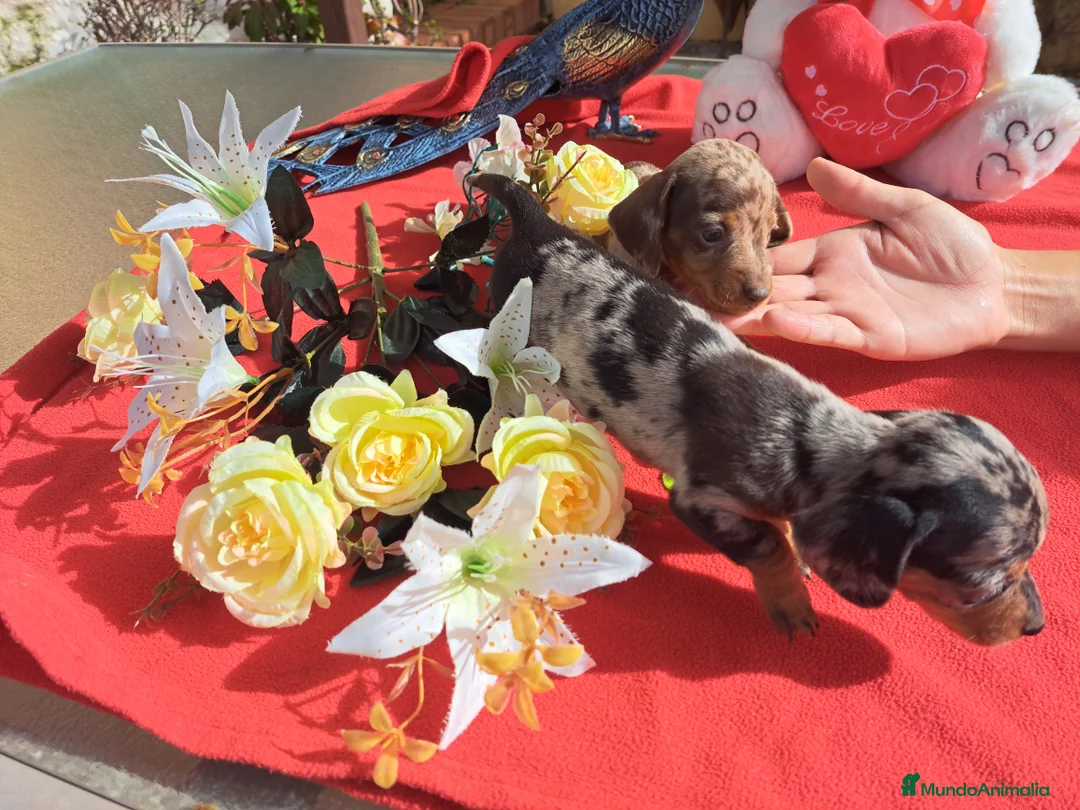 Teckel Miniatura perros en venta: Teckel miniatura - Anuncio 5