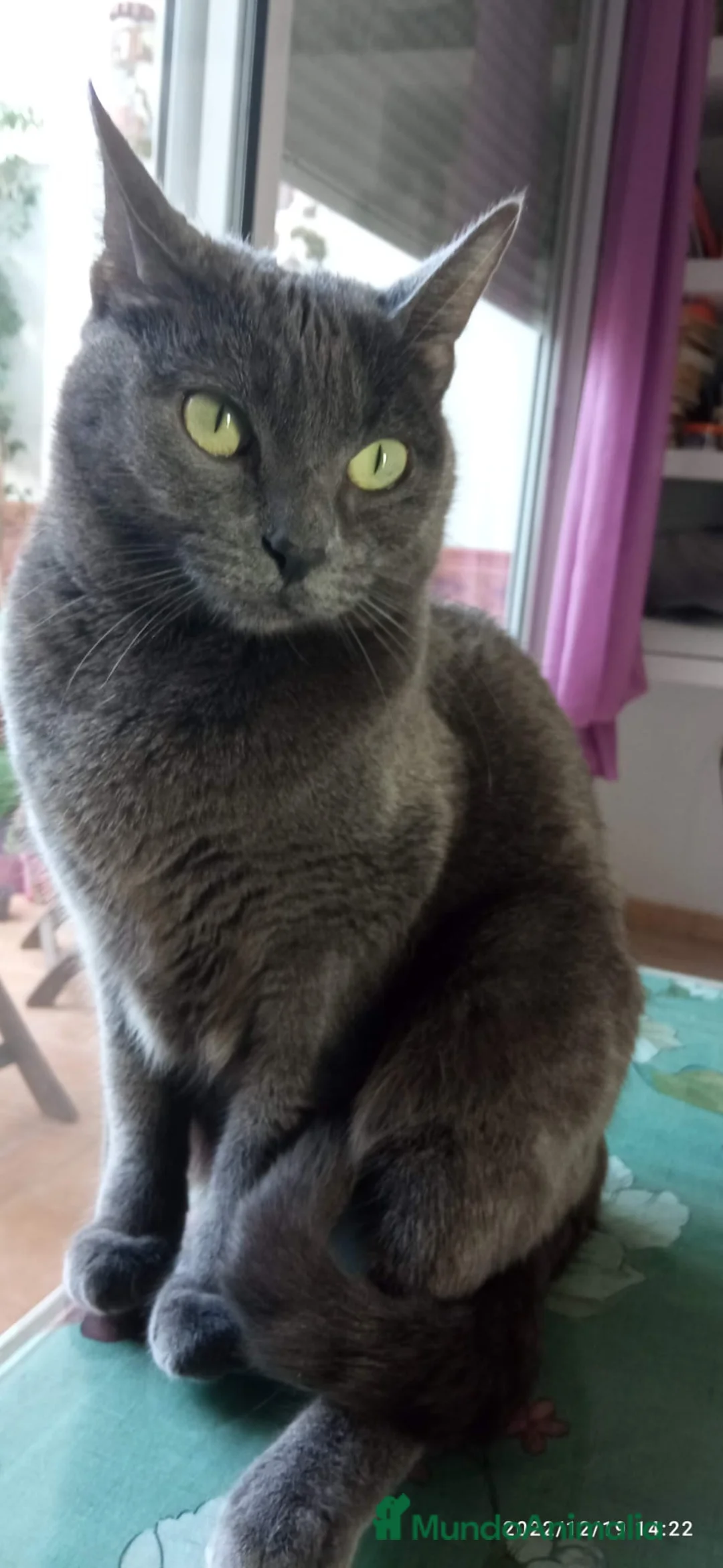 Azul Ruso gatos en venta: Azul ruso - Anuncio 4