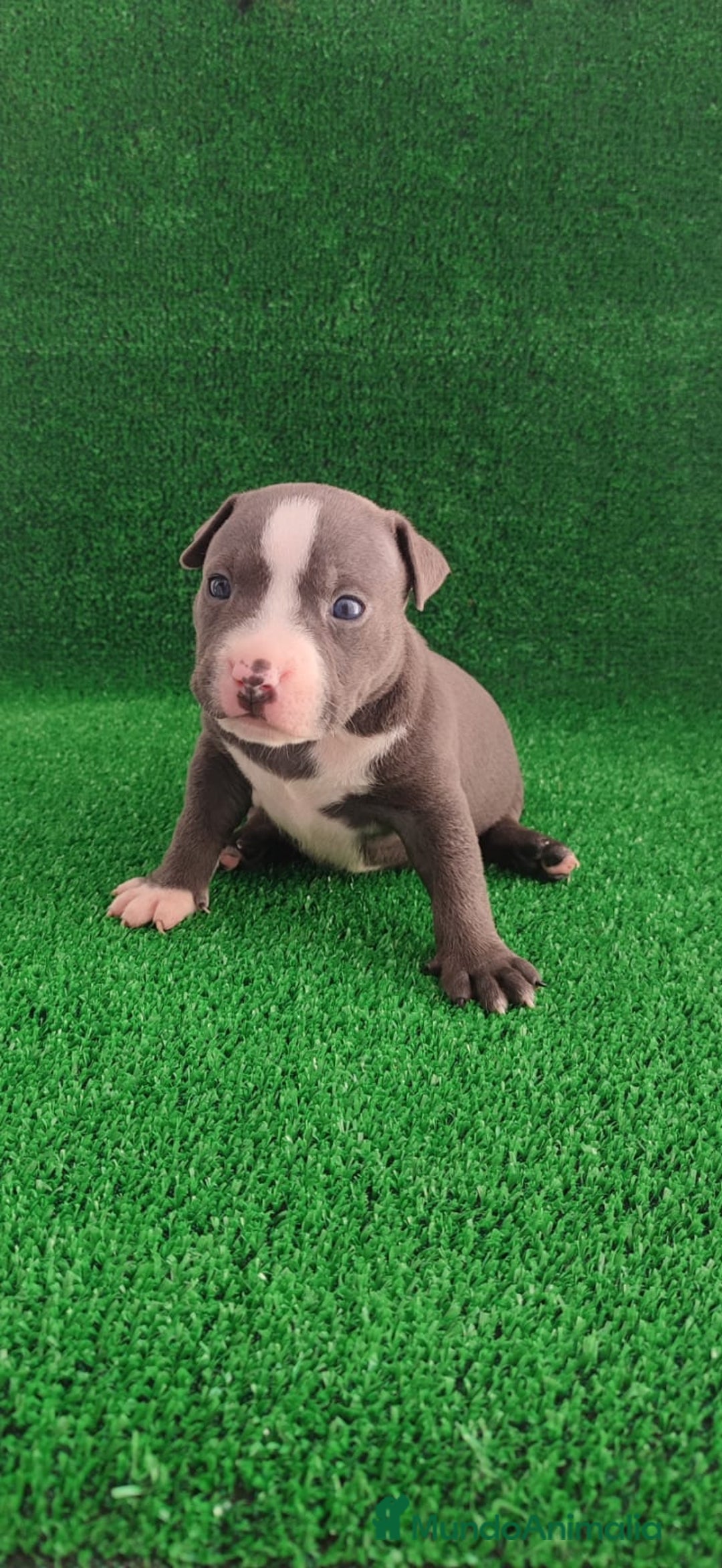 American Bully perros en venta: American bully pocket  - Imagen 4