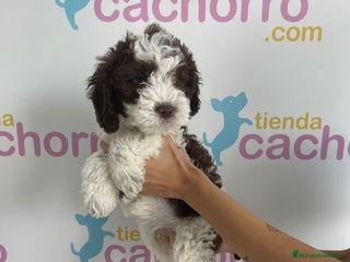 Perro de Agua Español perros - Anuncio 4