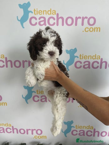 Perro de Agua Español perros - Anuncio 4