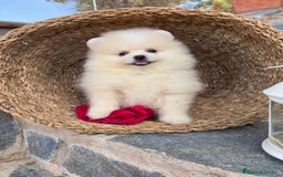 Pomerania perros en venta: Pomeranias toy hembra disponible - Imagen 1