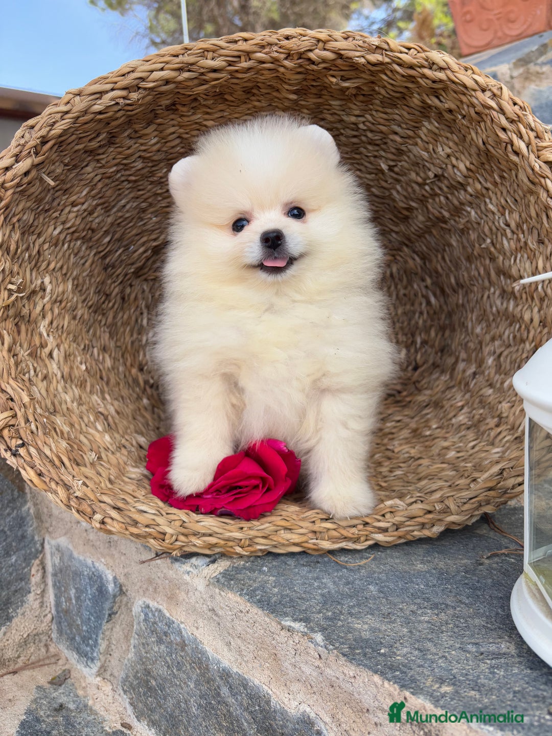 Pomerania perros en venta: Pomeranias toy hembra disponible - Imagen 1