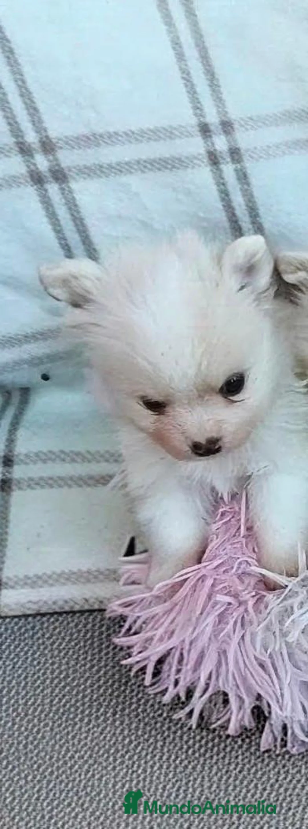 Pomerania perros en venta: POMERANIAS HEMBRITAS TOY - Anuncio 2