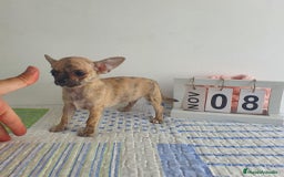 Chihuahua perros en venta: Chihuahua miniatura  - Imagen 5