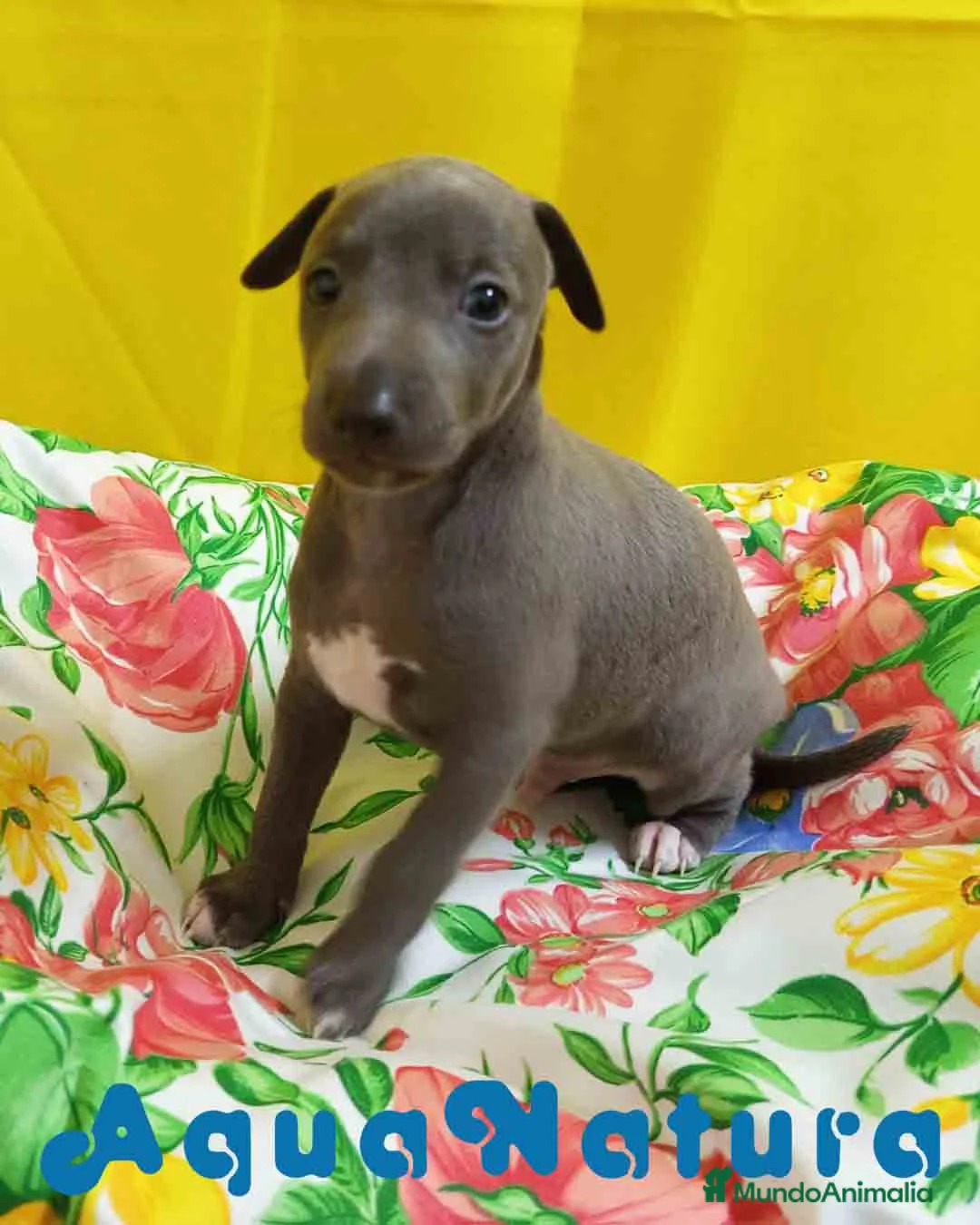 Pequeño Lebrel Italiano perros en venta: Lebrel Italiano Macho 1751 AQUANATURA - Anuncio 7