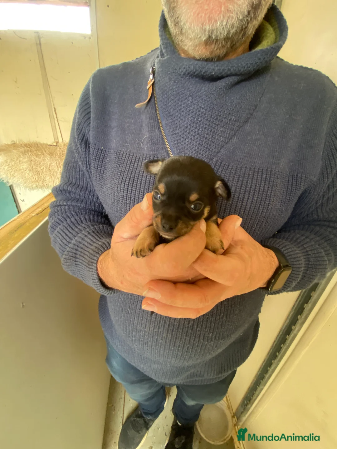 Chihuahua perros en venta: Chihuahuas machitos exoticos - Anuncio 2