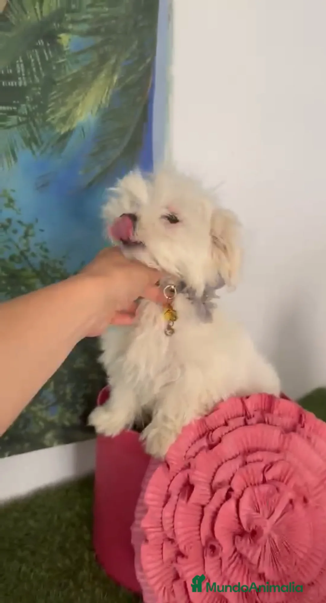 Bichón Maltés perros en venta: Bichón maltes - Anuncio 1