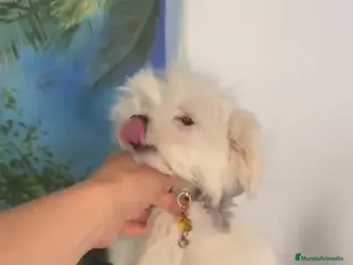 Bichón Maltés perros Bichón maltes - Anuncio 1