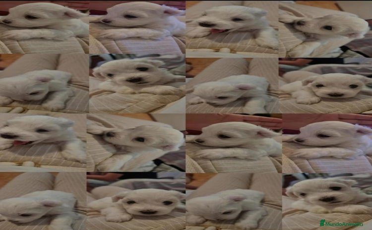 Bichón Maltés perros - Anuncio 1
