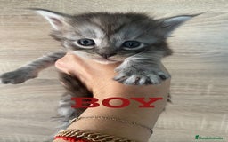 Maine Coon gatos en venta: Main Coon, nueva camada - Anuncio 6