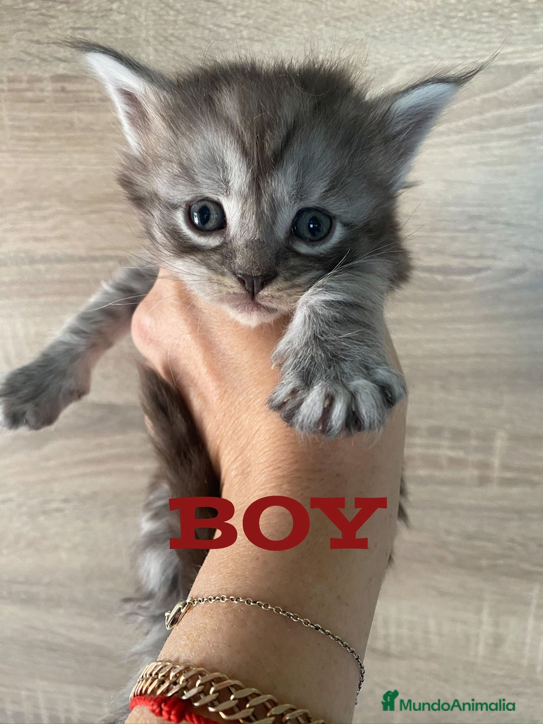 Maine Coon gatos en venta: Main Coon, nueva camada - Anuncio 6