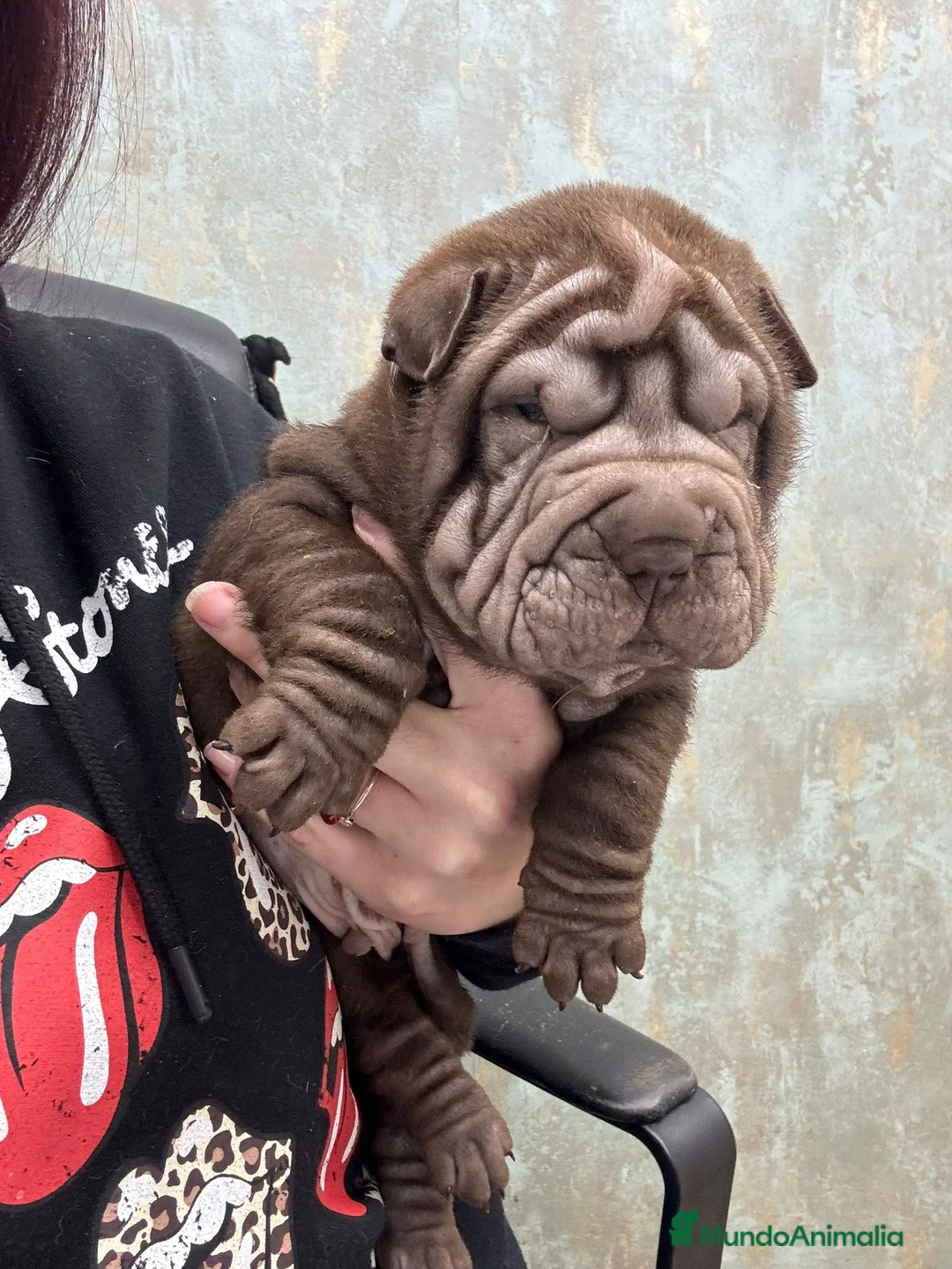 Shar Pei perros en venta: BEBE SHAR PEI PRECIOSOS - Anuncio 3