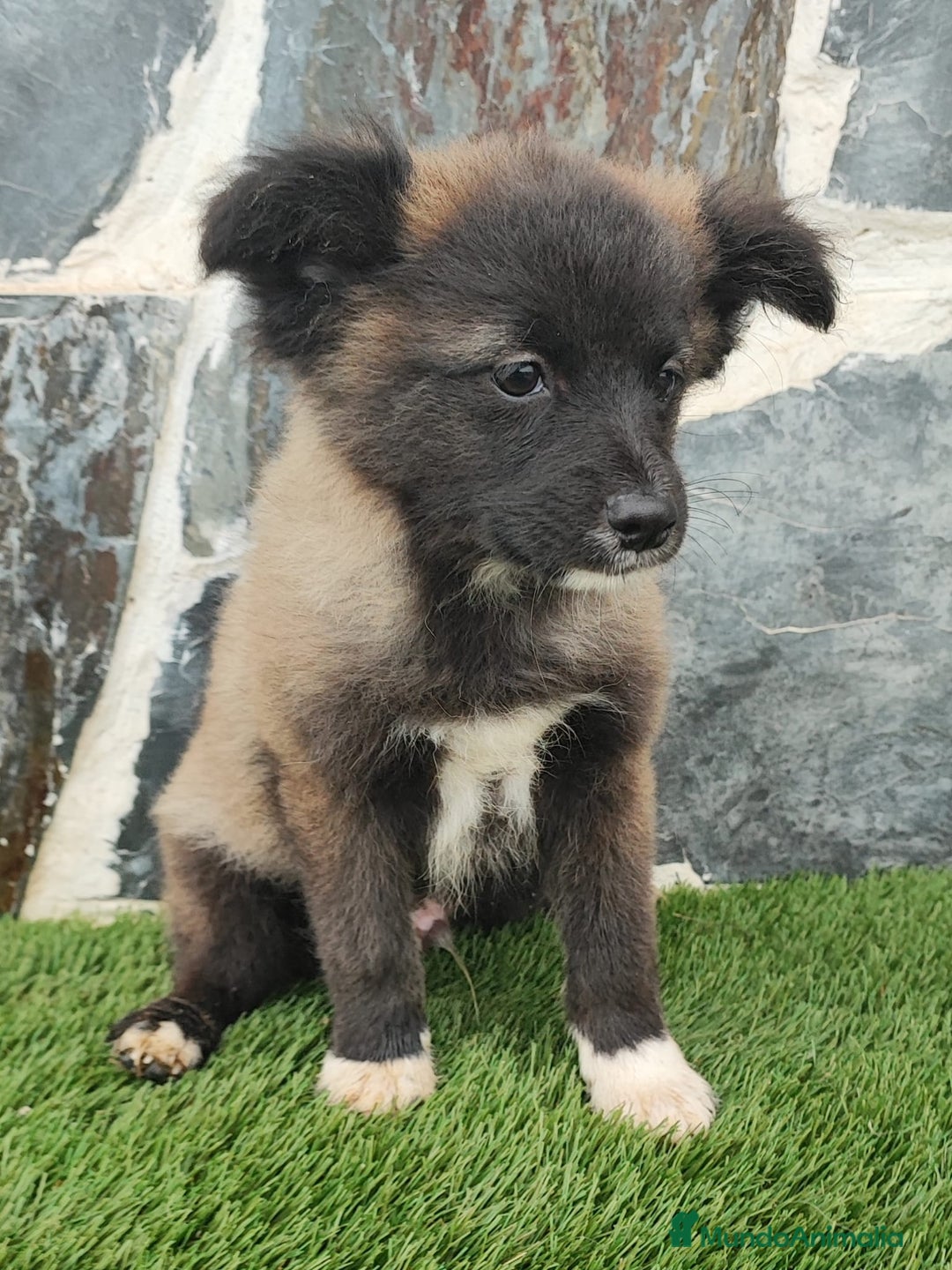 Raza Mixta perros en venta: BORDERPOM  - Anuncio 1